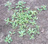 空心莲子草 空心莲子草