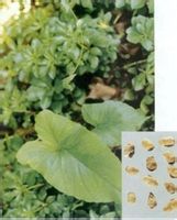 独角莲-原植物(图2)