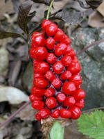 独角莲(图6) 独角莲(图6)