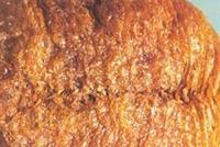 团螵蛸表面 团螵蛸表面