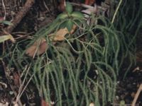 原植物-藤石松(图1)