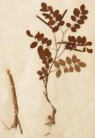 山豆根-原植物 山豆根-原植物