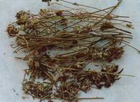 香薷-中药材 香薷-中药材