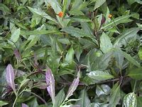 群居的。。一看就是菊科的