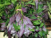 市集上捆着卖的血皮菜