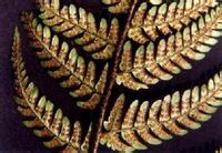 两色鳞毛蕨(图2) 两色鳞毛蕨(图2)