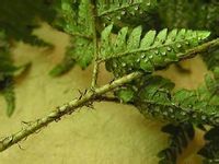 两色鳞毛蕨(图4)