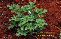 香叶天竺葵