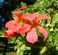 香叶天竺葵 香叶天竺葵