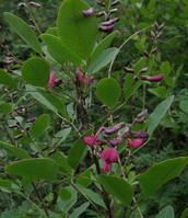 胡枝子(图6) 胡枝子(图6)