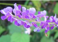 胡枝子(图5) 胡枝子(图5)