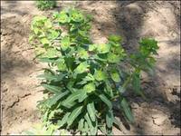 大戟-植物源生态 大戟-植物源生态