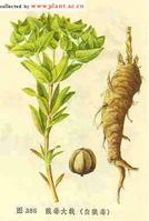 大戟-性状 大戟-性状