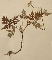 藁本样本 藁本样本