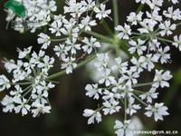 藁本开花时 藁本开花时