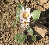 藁本花枝 藁本花枝