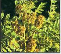 槐角(图6) 槐角(图6)