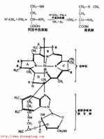 维生素B12 结构式