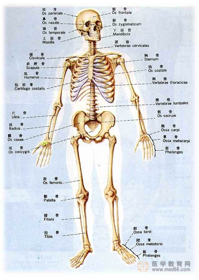 人体解剖学图片 人体骨髂