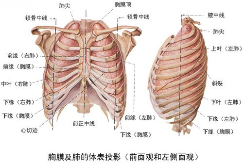 脏层胸膜结构图片