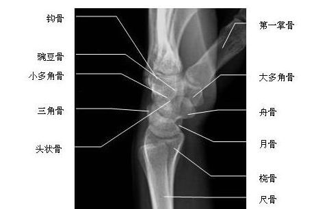 ��ؽڲ�λ-X��