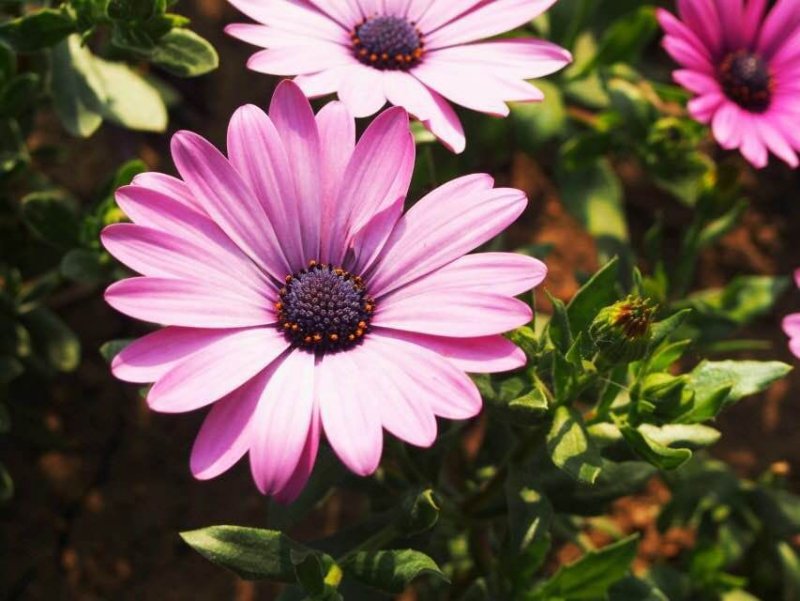 卵巢囊肿破裂的原因是什么?如何护理保健?