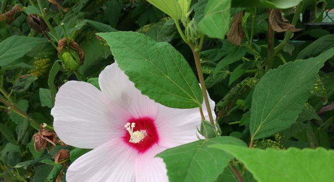 早产儿贫血检查