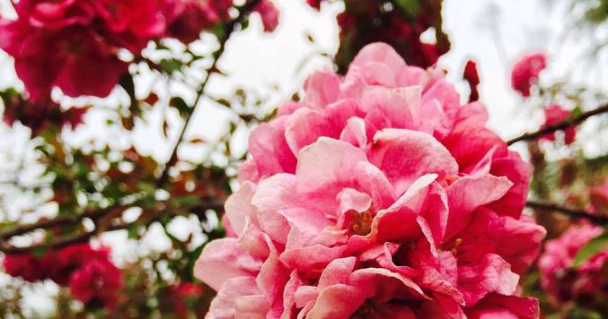 早产儿身体容易发生的三种疾病及其预防