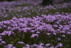 孕妇出现什么情况需要选择剖宫产手术