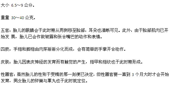 宝宝在妈妈肚子里是怎样发育的