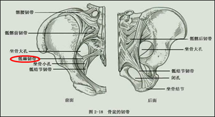 骶棘韧带宽度即坐骨切迹宽度,是判断中骨盆是否狭窄的重要标志.