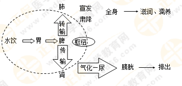 《中药学综合知识与技能》的藏象