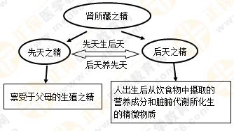 《中药学综合知识与技能》的藏象