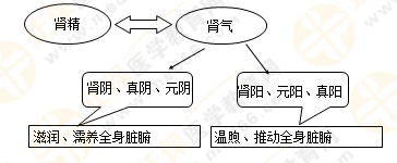 《中药学综合知识与技能》的藏象