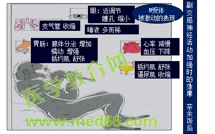 中西医结合助理医师精选课