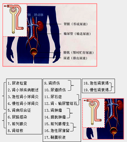 临床执业助理医师泌尿系统特点及19个重点小结