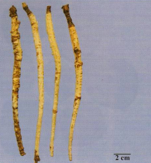 医学教育网执业中药师:《答疑周刊》2019年第34期