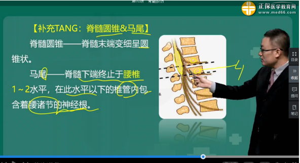 马尾的组成主要是