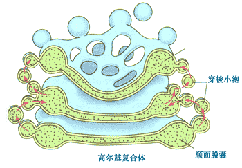 高尔基复合体结构图图片