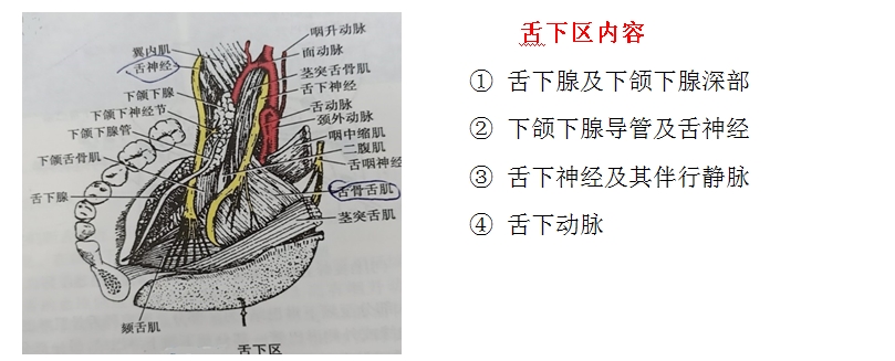 轴面角口腔图片