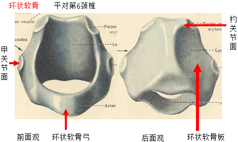杓状软骨 www.med66.com