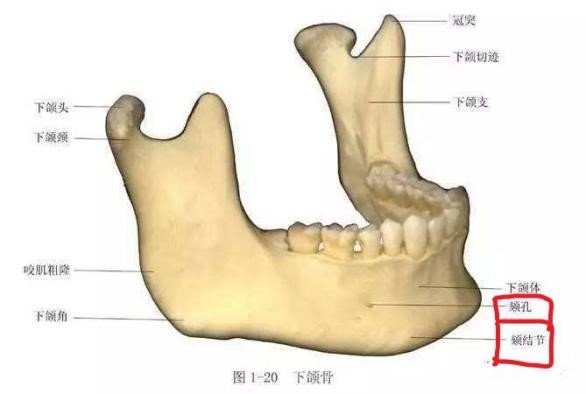 下颌骨的解剖特点1