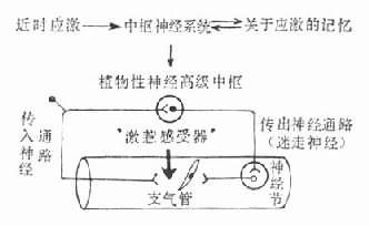 情绪影响哮喘的生理机制