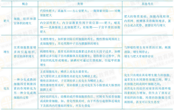 增生、化生和肥大的常见考点