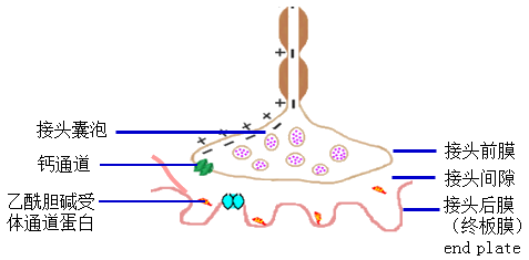 2021年初级药师考试肌细胞的收缩