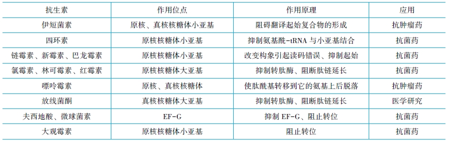 抗生素与蛋白质生物合成