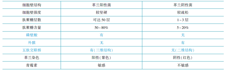 革兰氏阳性菌与阴性菌结构特点