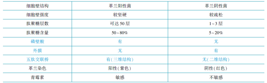革兰氏阳性菌与阴性菌结构特点