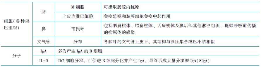 黏膜相关淋巴组织 黏膜相关淋巴组织