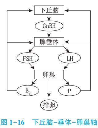 通常将三者合称为下丘脑-垂体-卵巢轴.第五节 月经周期的